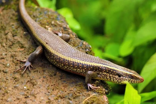 Nhiều người nhìn 'sợ chết khiếp', nhưng đây lại là đặc sản đắt đỏ, giá 350.000 đồng/kg vẫn được săn lùng Nhiều người nhìn 'sợ chết khiếp', nhưng đây lại là đặc sản đắt đỏ, giá 350.000 đồng/kg vẫn được săn lùng