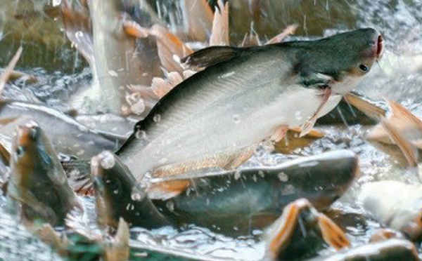 Một 'mỏ vàng' của Việt Nam gây sốt toàn cầu: Thu về hơn 1,4 tỷ USD trong 8 tháng, Mỹ - Nhật tích cực săn lùng