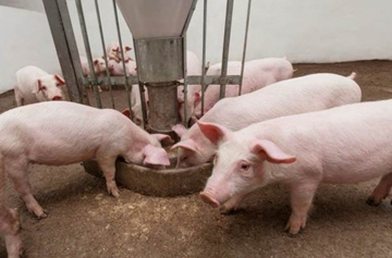 Giá thịt lợn vượt 60.000 đồng/kg: Doanh nghiệp chăn nuôi 'đếm tiền mỏi tay' hay lợi nhuận bị 'bào mòn' bởi chi phí thức ăn chăn nuôi neo cao