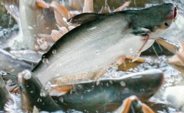 Một 'mỏ vàng' của Việt Nam gây sốt toàn cầu: Thu về hơn 1,4 tỷ USD trong 8 tháng, Mỹ - Nhật tích cực săn lùng