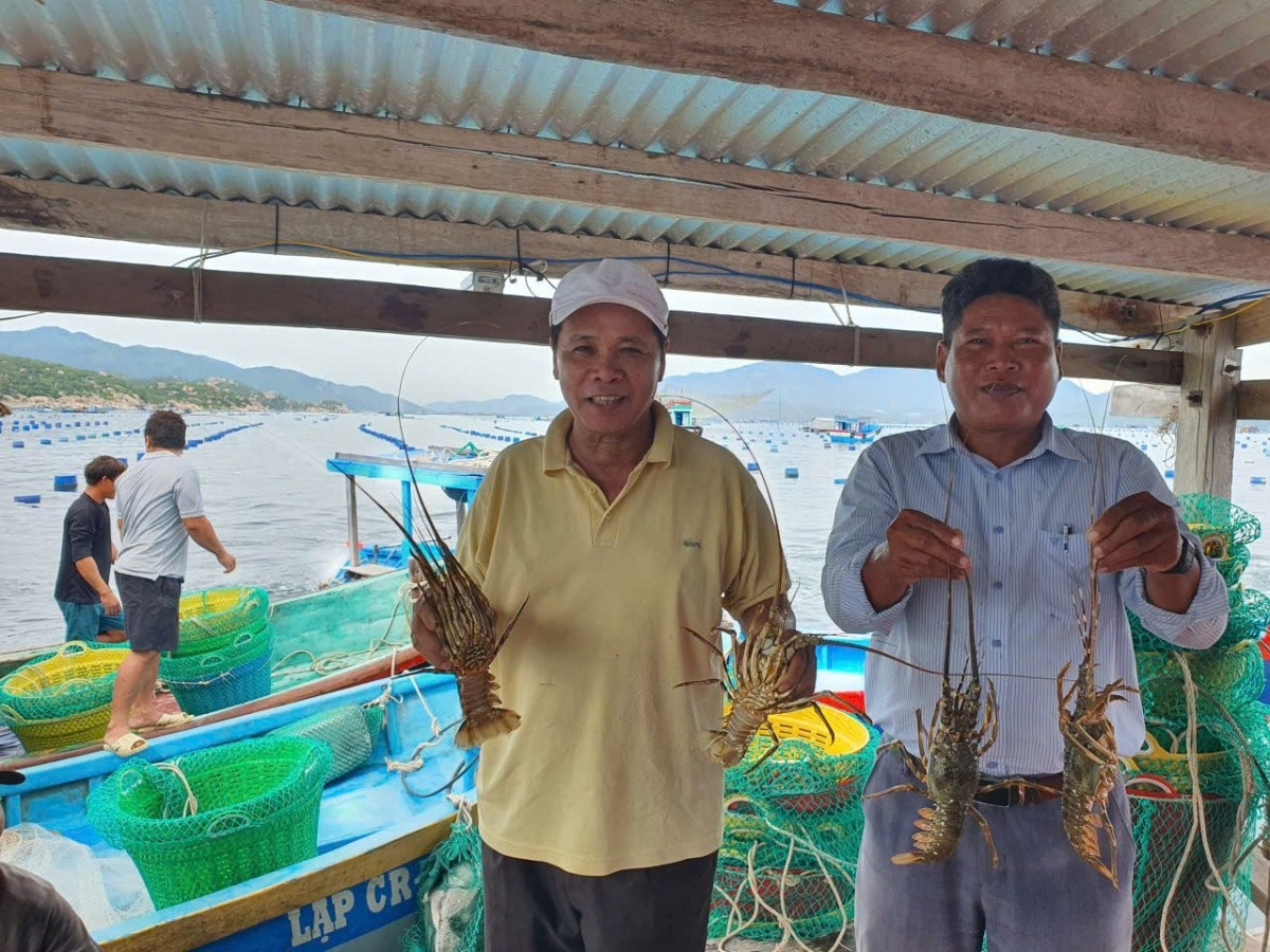 Từ 50 con giống đến doanh thu 4 tỷ: Hành trình thành thành 'tỷ phú tôm hùm' của ngư dân Khánh Hòa