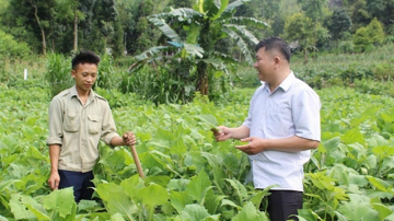 Nông dân Tuyên Quang ‘nghĩ mới làm thật’, trồng loại cây rất hợp với đất miền núi: Thu hoạch là thương lái ‘giành’ mua sạch