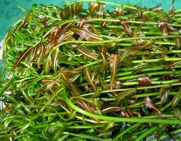 Loại rau dại nghe tên lạ hoắc, nay thành đặc sản nhà hàng, giá 70.000 đồng/kg vẫn 'cháy hàng'