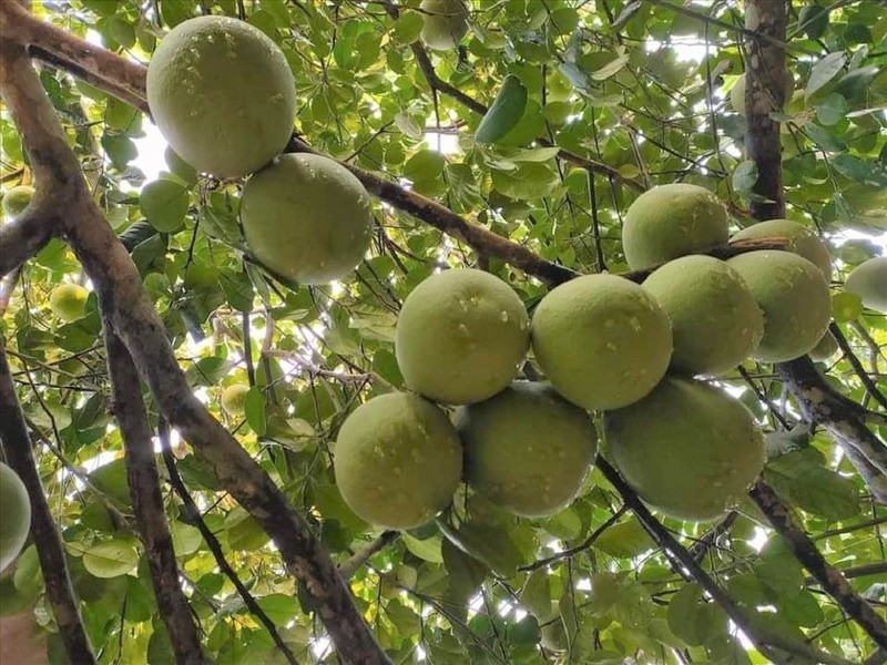 Đặc sản tiến vua 'hồi sinh', nông dân Huế lời hàng trăm triệu sau khi trừ hết chi phí