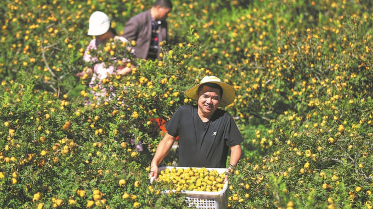 Loại quả dại gai góc mọc hoang nhưng giàu vitamin C gấp 100 lần cam, 500 lần táo và lê: Giúp 1 tỉnh thu hơn 55.000 tỷ đồng/năm, Việt Nam bán rất nhiều Loại quả dại gai góc mọc hoang nhưng giàu vitamin C gấp 100 lần cam, 500 lần táo và lê: Giúp 1 tỉnh thu hơn 55.000 tỷ đồng/năm, Việt Nam bán rất nhiều