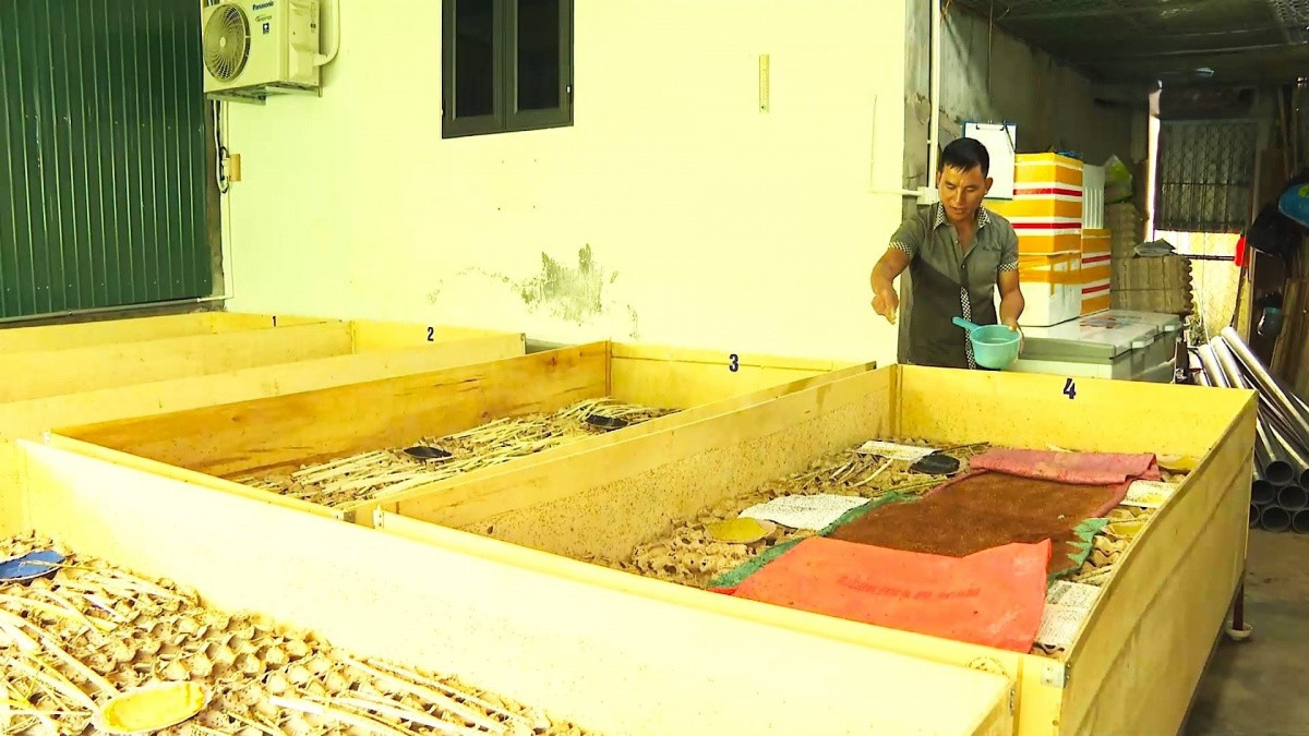 Anh nông dân vùng rốn lũ nuôi con trùng 'bé hạt tiêu', kỹ thuật đơn giản nhưng mỗi tháng lãi đều 20 triệu