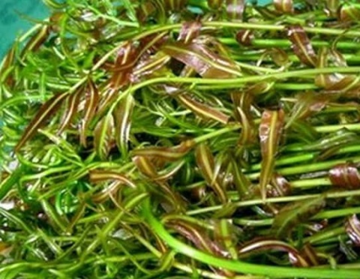 Loại rau dại nghe tên lạ hoắc, nay thành đặc sản nhà hàng, giá 70.000 đồng/kg vẫn cháy hàng