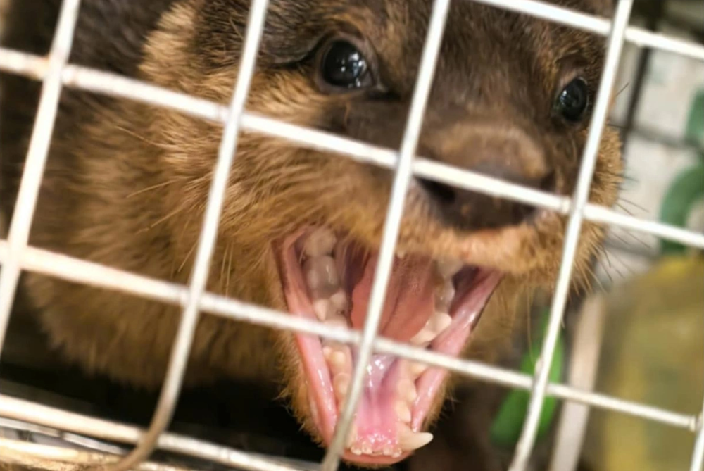 Khởi tố người phụ nữ sinh năm 1986 buôn động vật nguy cấp, quý hiếm - ảnh 2