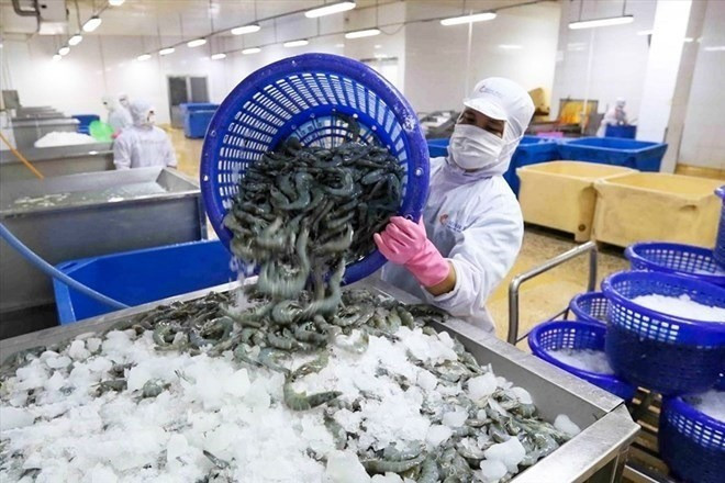 Xuất khẩu tôm vẫn tăng trưởng dương bất chấp thuế quan. Ảnh: Vasep. xuat-khau-thuy-san-v-5008-7907.jpg