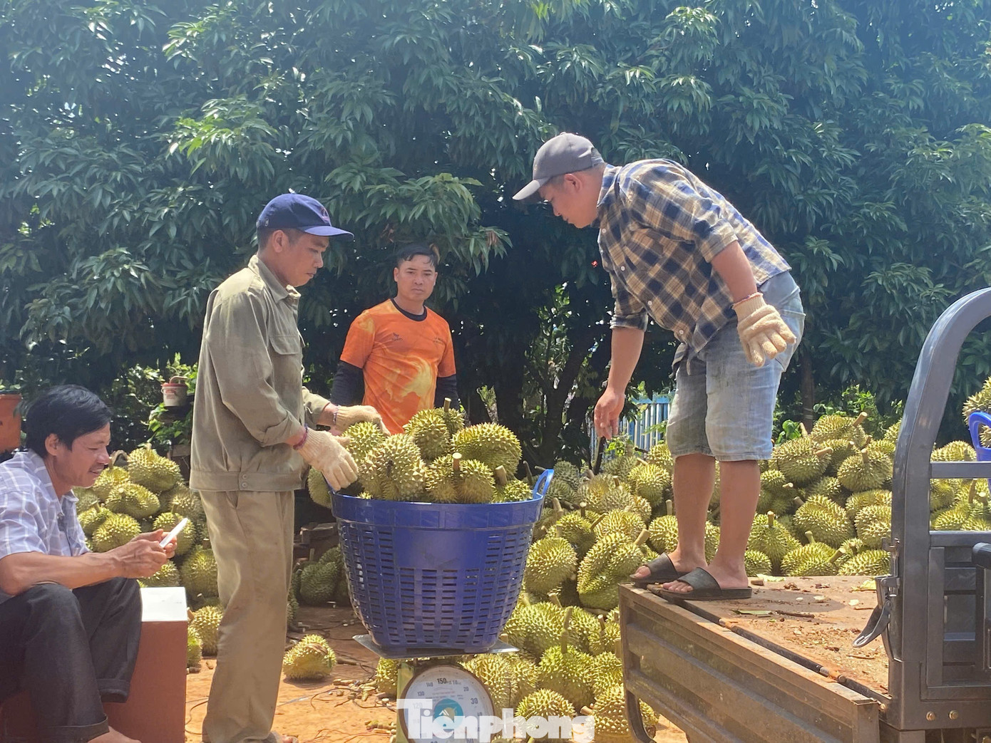 Theo ông Lê Anh Trung - Hiệp hội sầu riêng tỉnh Đắk Lắk, hoạt động thu mua, đóng gói xuất khẩu vẫn diễn ra bình thường, cảnh tranh mua, tranh bán hầu như không còn. tp-6767.jpg