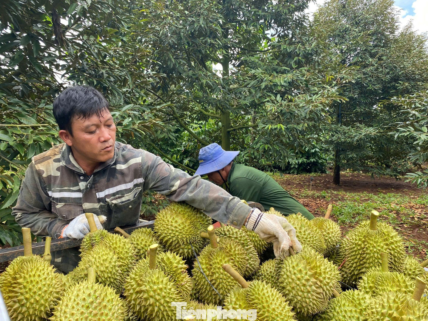 Năm nay đối tác nhập khẩu (Trung Quốc) siết chặt yêu cầu kiểm dịch thực vật, an toàn thực phẩm. tp-101.jpg