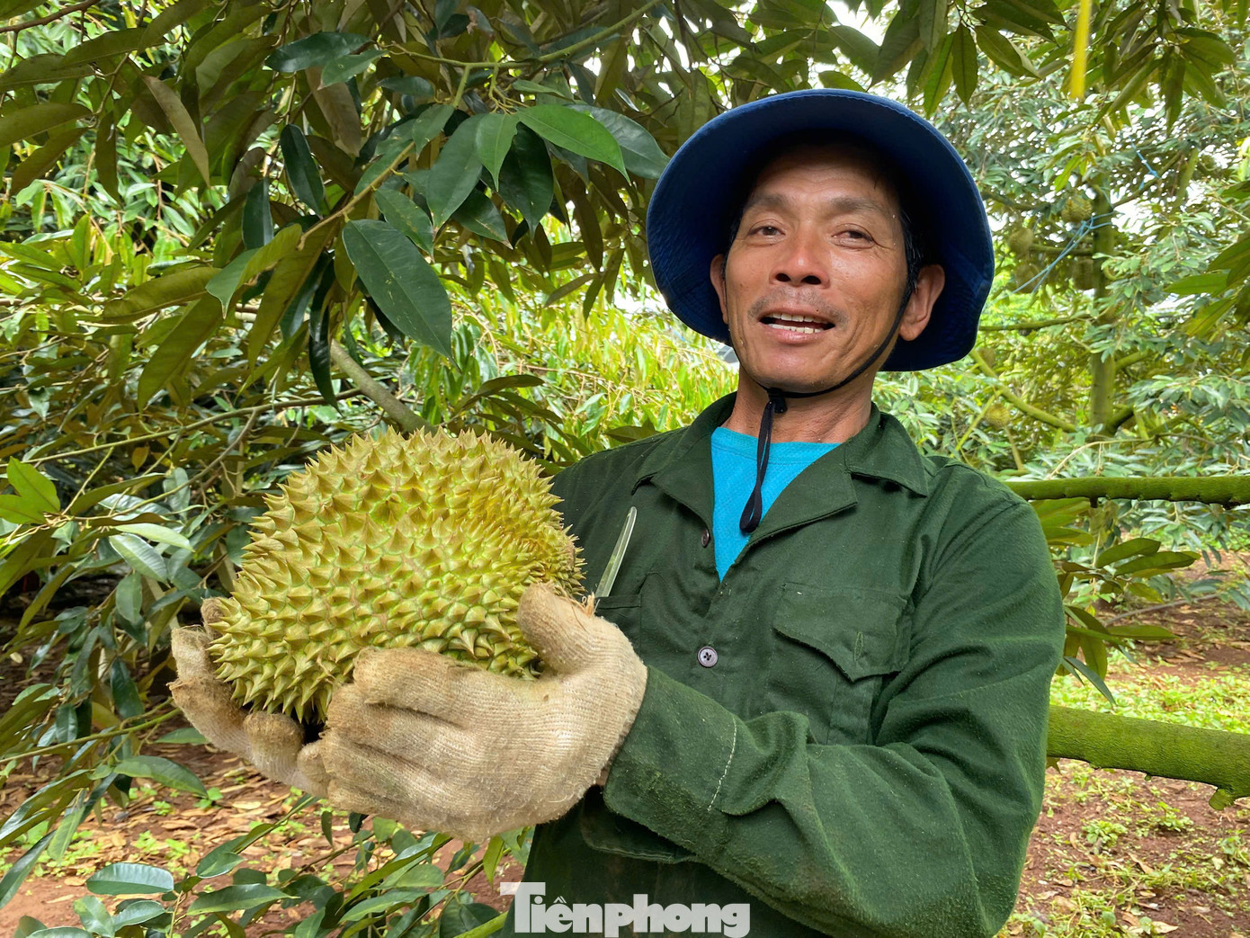 Từ nhà vườn đến thương lái, doanh nghiệp đóng gói xuất khẩu đều thận trọng, kiểm tra chất lượng sản phẩm. tp-1.jpg