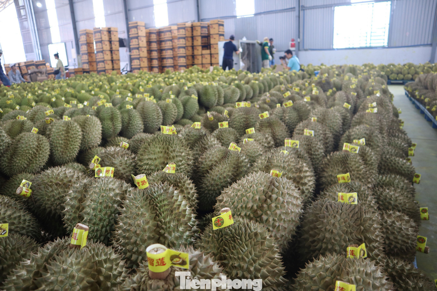 Là doanh nghiệp thu mua, trực tiếp xuất khẩu sang thị trường Trung Quốc, bà Trần Thị Yến Thư - Giám đốc Công ty TNHH Trái cây Hồng Sang - cho biết, chất lượng là yếu tố quan trọng quyết định đến giá cả cũng như sức tiêu thụ và thương hiệu của sầu riêng Việt Nam. Khi chất lượng đảm bảo, bà con sẽ bán được giá tốt, yên tâm về đầu ra. tp-6666.jpg