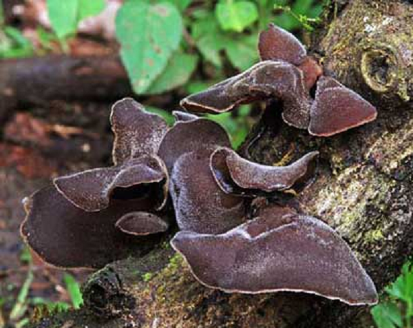 'Nhân sâm đen' mọc trên gỗ mục: Xưa bị ngó lơ nay thành đặc sản làm đủ món ngon, phơi khô tới 250.000 đồng/kg