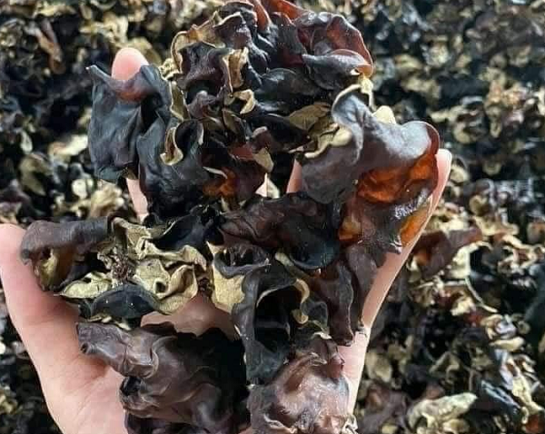 'Nhân sâm đen' mọc trên gỗ mục: Xưa bị ngó lơ nay thành đặc sản làm đủ món ngon, phơi khô tới 250.000 đồng/kg