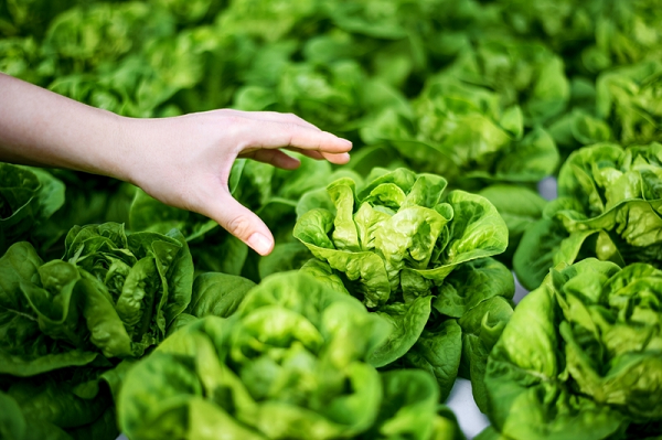 Người Việt ăn hàng ngày không ngờ loại rau 'rẻ bèo', bán đầy chợ lọt top 10 bổ dưỡng bậc nhất thế giới