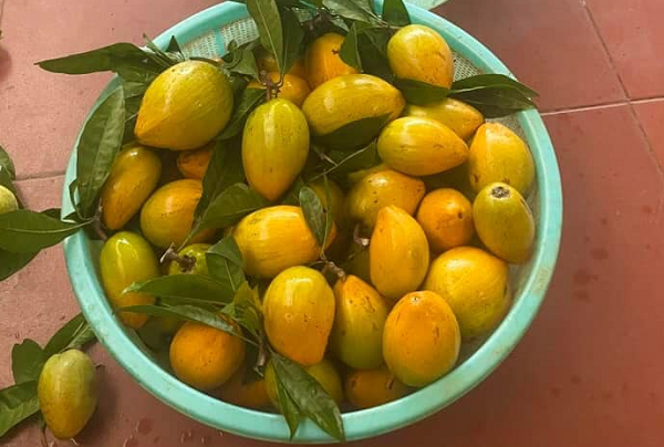 Loại quả ở Việt Nam trước chín rụng đầy gốc không ai ăn nay thành đặc sản sang chảnh ở thành phố, sang trời Tây giá gần 2 triệu/kg
