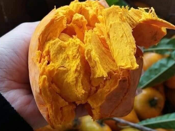 Loại quả ở Việt Nam trước chín rụng đầy gốc không ai ăn nay thành đặc sản sang chảnh ở thành phố, sang trời Tây giá gần 2 triệu/kg