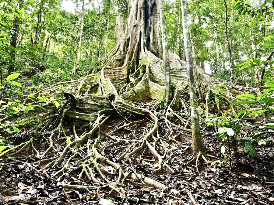 ‘Mỏ vàng’ của Gia Lai đón tin vui - ảnh 1