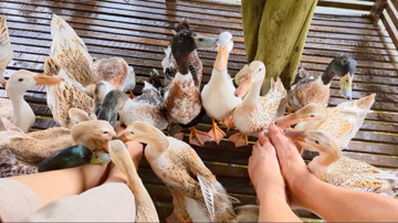 Bà chủ miệt vườn mở dịch vụ massage miễn phí với 30 nhân viên đặc biệt, khiến du khách vừa nhột vừa thích