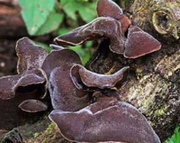 'Nhân sâm đen' mọc trên gỗ mục: Xưa bị ngó lơ nay thành đặc sản làm đủ món ngon, phơi khô tới 250.000 đồng/kg