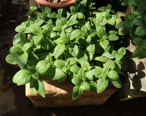 Cây mọc dại tưởng không ăn được nay thành thứ gia vị 'gây nghiện' trong món cuốn, đồ nướng: Dân thành thị săn lùng, giá 70.000 đồng/kg