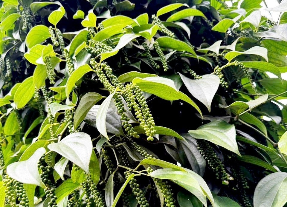 Nông dân Lâm Đồng trồng ‘nông sản tỷ đô’ và còn được ví là ‘vàng đen’, lúc nào cây cũng sai quả