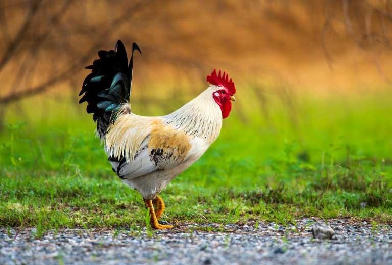 Tháng 8 Âm lịch, 3 con giáp được Thần Tài gọi tên, sự nghiệp thăng tiến, tiền vào như nước - ảnh 2