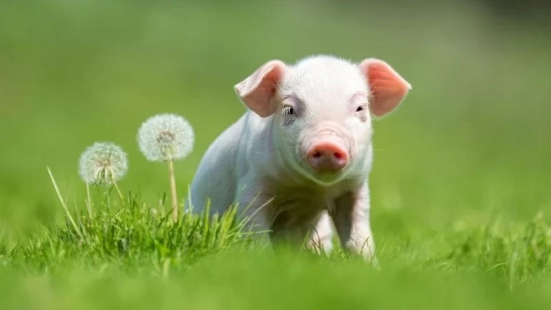 Tháng 8 Âm lịch, 3 con giáp được Thần Tài gọi tên, sự nghiệp thăng tiến, tiền vào như nước - ảnh 3