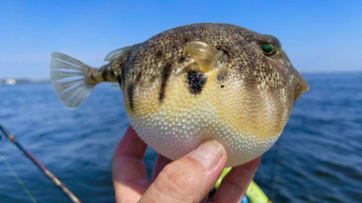 Một loại cá độc hơn xyanua gấp 275 lần: Nhiều người vẫn chủ quan tự bắt, mua về ăn