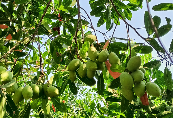 Loại quả chua chát từng không ai ngó, giờ được coi là đặc sản phố thị: Hương vị lạ, giá bất ngờ