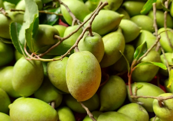 Loại quả chua chát từng không ai ngó, giờ được coi là đặc sản phố thị: Hương vị lạ, giá bất ngờ