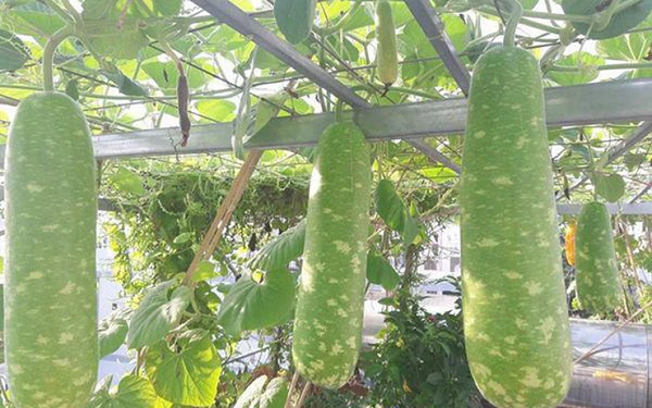 Từng là món ăn của nhà nghèo, loại quả này nay thành 'hàng hot' ở thành phố: Chợ nào cũng có, giá lại rẻ