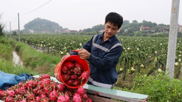 Bỏ lúa trồng 'vàng đỏ', hộ nông dân Hải Phòng thu lãi 300 triệu mỗi năm sau khi trừ hết chi phí