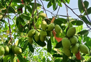 Loại quả chua chát từng không ai ngó, giờ được coi là đặc sản phố thị: Hương vị lạ, giá bất ngờ