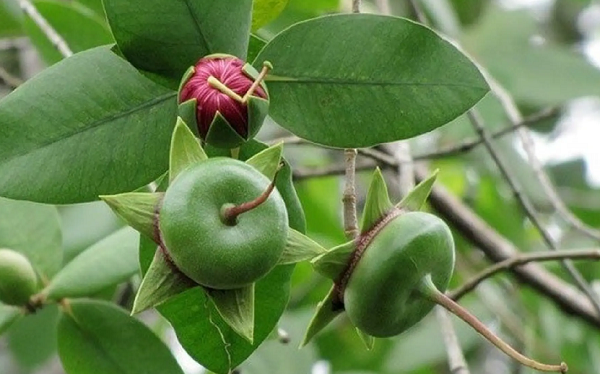 Loại quả mang cái tên nghe thì 'nghèo', xưa bị bỏ quên nay hóa đặc sản, giá 120.000 đồng/kg