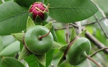 Loại quả mang cái tên nghe thì 'nghèo', xưa bị bỏ quên nay hóa đặc sản, giá 120.000 đồng/kg