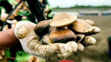 Thủy sản bình dân ở chợ Việt được Nhật mua giá đắt đỏ, tiền thu về gấp 10,5 lần