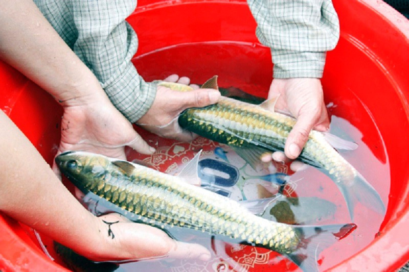 Con báu vật sông Nho Quế nặng tới 7kg, trước kia bà con hay bắt về ăn nay xếp vào nhóm mức độ nguy cấp, có tên trong Sách Đỏ - ảnh 1