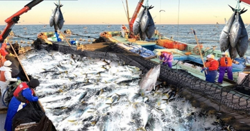 Sinh kế hàng trăm nghìn người dân bị ảnh hưởng vì Mỹ từ chối 12 nghề cá, Bộ Ngoại giao lên tiếng