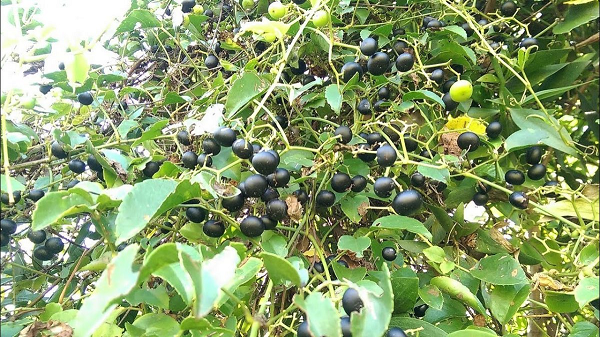 Loại quả mọc dại bờ rào xưa không ai màng, giờ đặc sản 'cháy hàng' ở thành phố, giá 80.000 đồng/kg