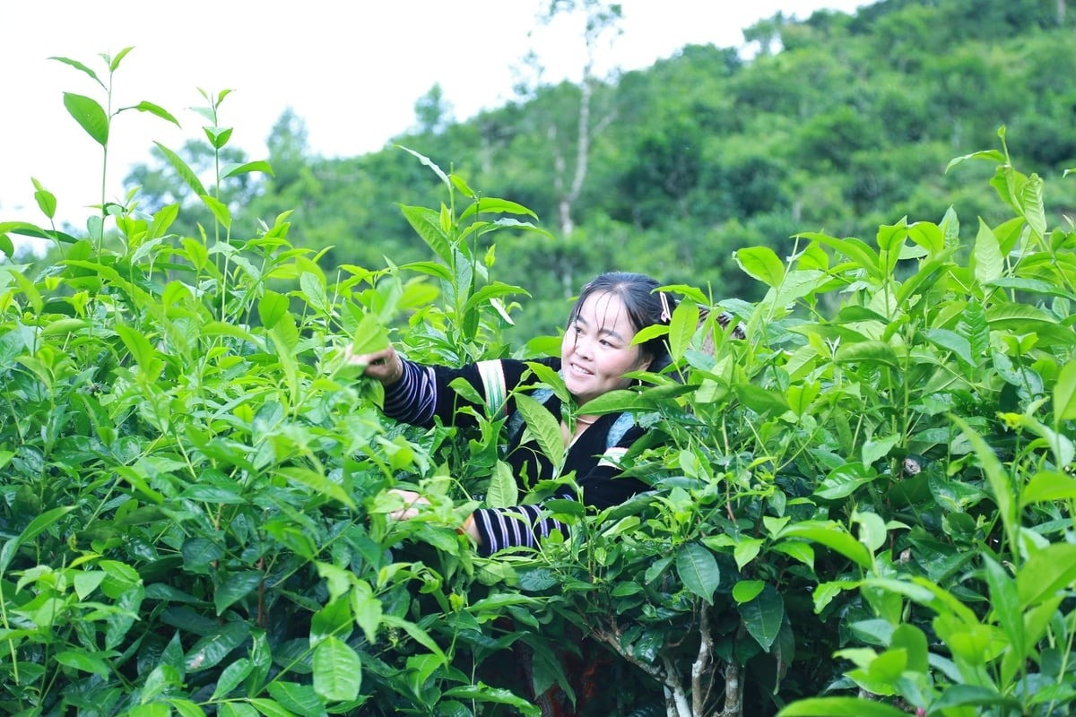 Báu vật mọc giữa rừng sâu, mỗi lần thu hoạch lại 'đu đỉnh', giúp nông dân Lào Cao thu nửa triệu/ngày- Ảnh 1.