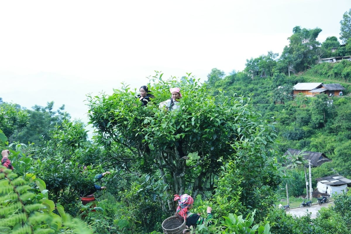 Báu vật mọc giữa rừng sâu, mỗi lần thu hoạch lại 'đu đỉnh', giúp nông dân Lào Cao thu nửa triệu/ngày- Ảnh 2.