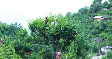 Báu vật mọc giữa rừng sâu, mỗi lần thu hoạch lại 'đu đỉnh', giúp nông dân Lào Cao thu nửa triệu/ngày