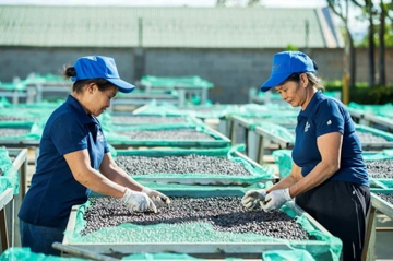 Việt Nam lợi gì sau việc EU đề xuất hoãn áp quy định chống phá rừng?