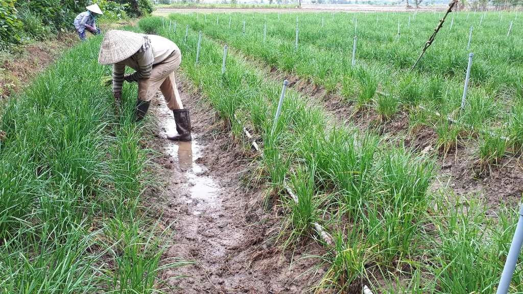 Nông dân An Giang trồng loại rau dân dã trên bờ bao hoang hóa, cứ 3 ngày 'hái tiền' một lần, lãi cả trăm triệu mỗi năm- Ảnh 2.