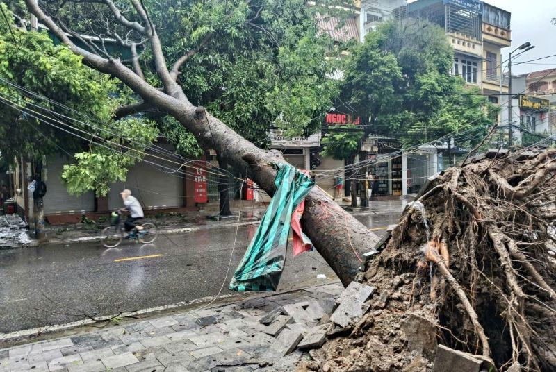 Bí thư thôn ở Thanh Hóa tham gia chống bão bị cây đè tử vong - ảnh 1