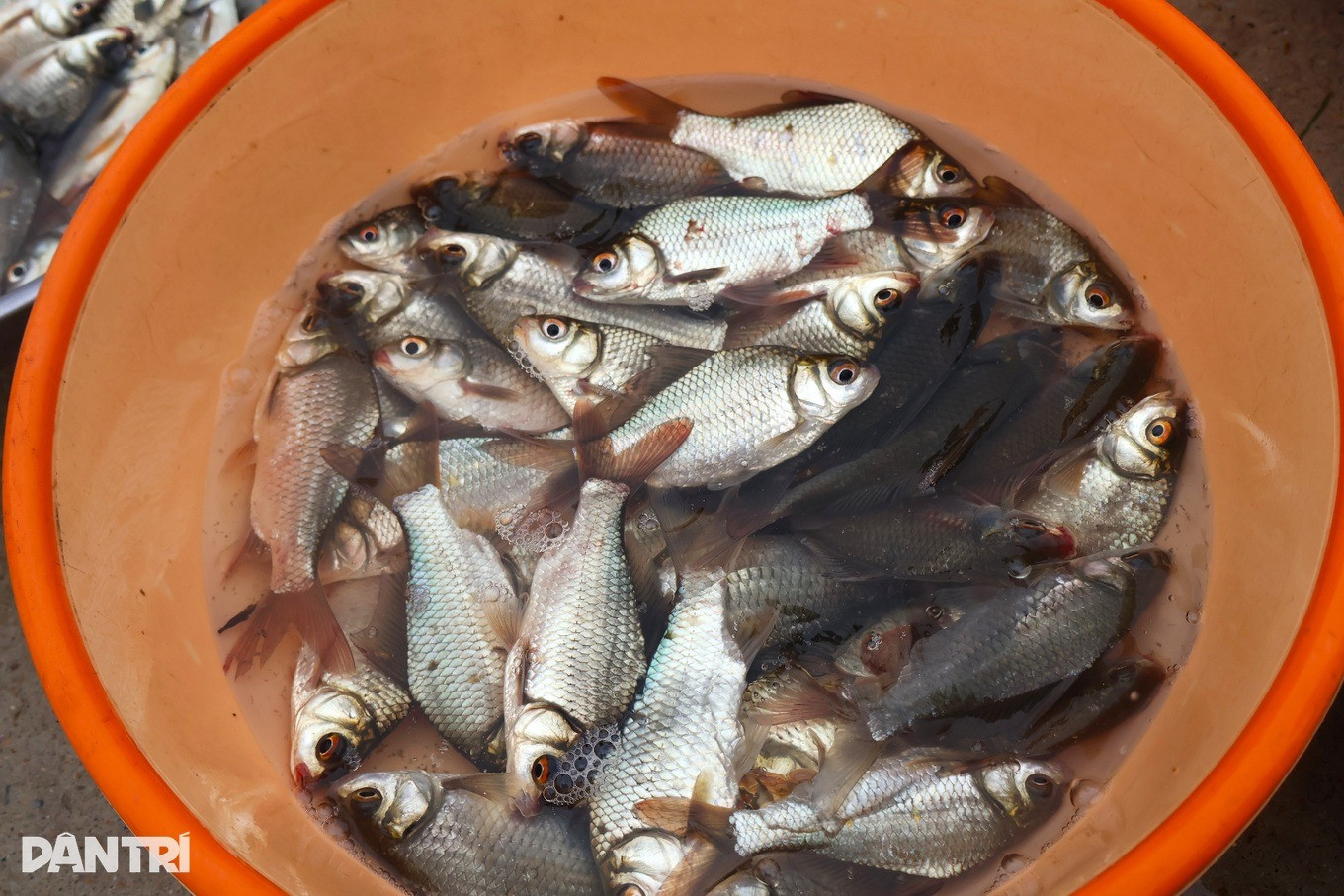 Người dân Đà Nẵng đội mưa đi săn 'lộc trời' sau bão Bualoi, đặc sản vừa kéo lên đã bán sạch trong 15 phút- Ảnh 2.