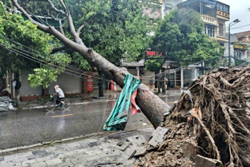 Bí thư thôn ở Thanh Hóa tham gia chống bão bị cây đè tử vong