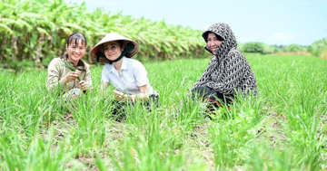 Nông dân An Giang trồng loại rau dân dã trên bờ bao hoang hóa, cứ 3 ngày 'hái tiền' một lần, lãi cả trăm triệu mỗi năm